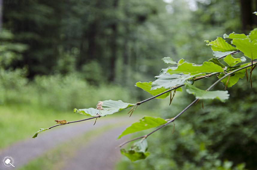 Wandergr&uuml;&szlig;e aus Rothes&uuml;tte