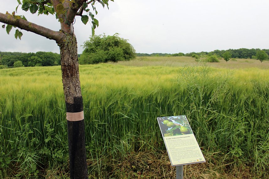 Schon etwas vom Th&uuml;ringer Hammelsack geh&ouml;rt?