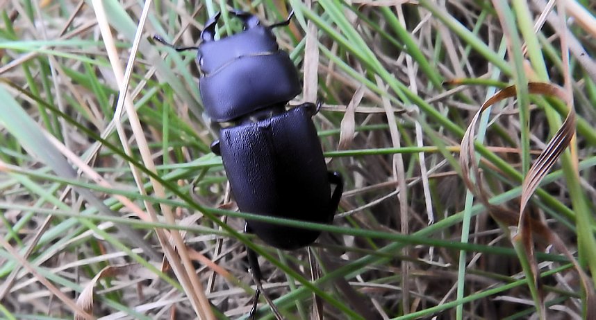 Hirschk&auml;fer entdeckt