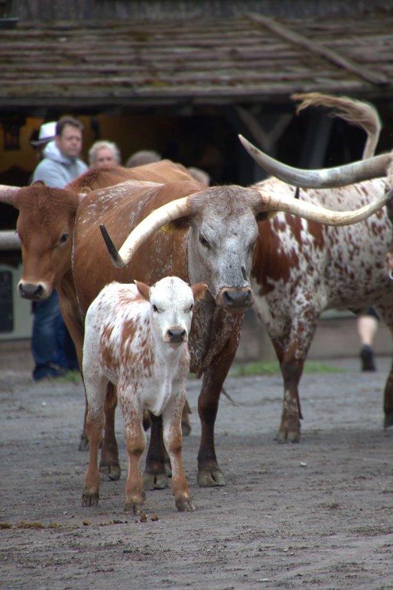 Impressionen aus Pullmann City II in Harzgerode