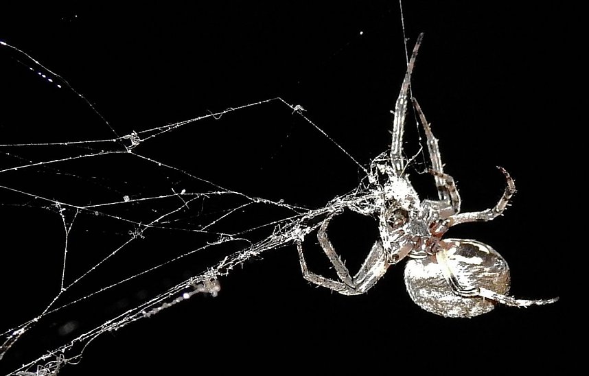 Spinnen im Mondschein am Goitzsche See