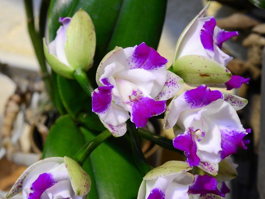 25 Jahre Keramikscheune Spickendorf