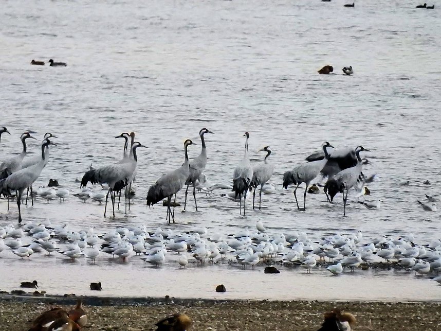 Flugshow der Kraniche