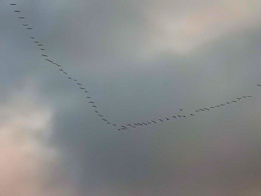 Flugshow der Kraniche