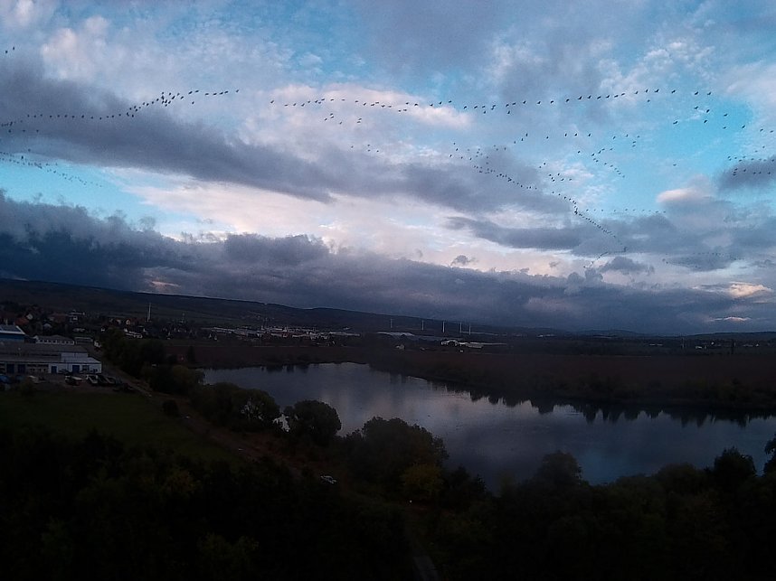 Flugshow der Kraniche