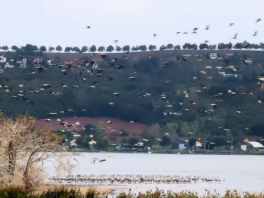 Flugshow der Kraniche