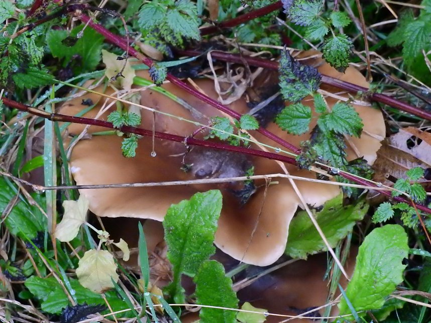Unterwegs im sch&ouml;nen Harz