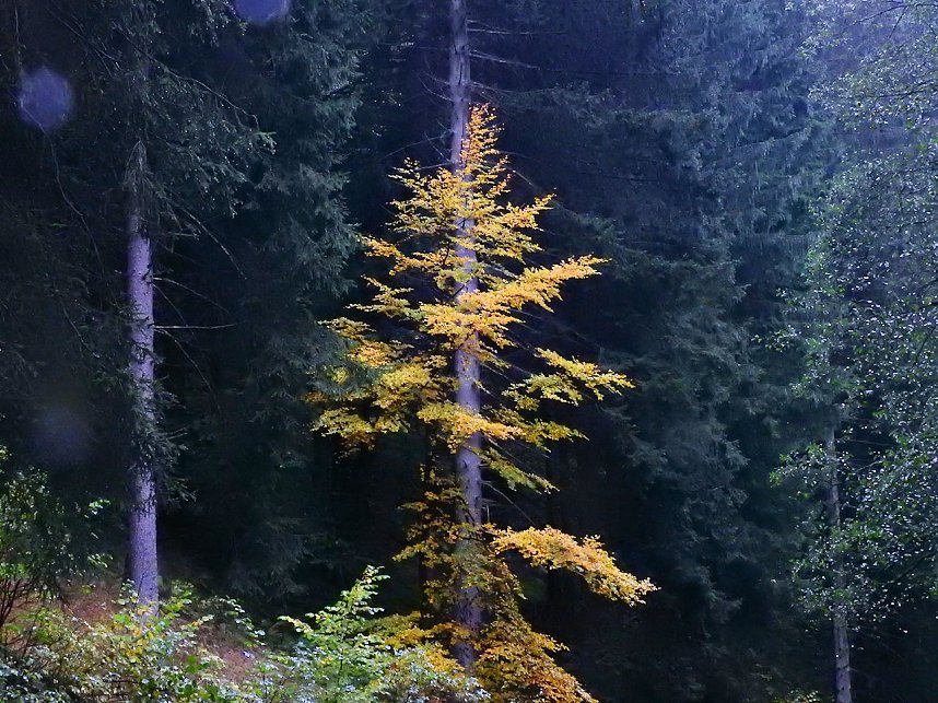 Unterwegs im sch&ouml;nen Harz