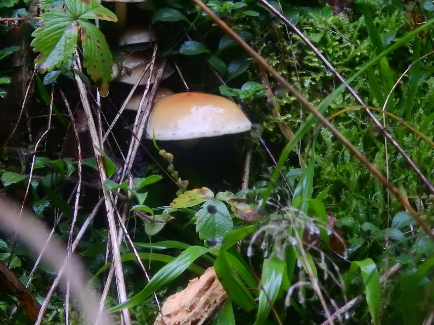 Unterwegs im sch&ouml;nen Harz