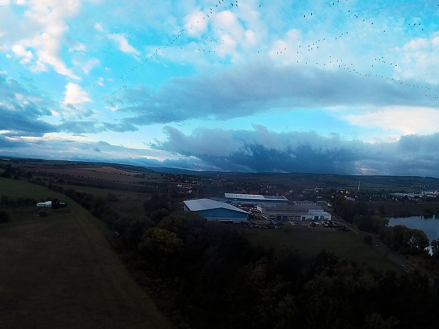 Kraniche am Stausee Kelbra