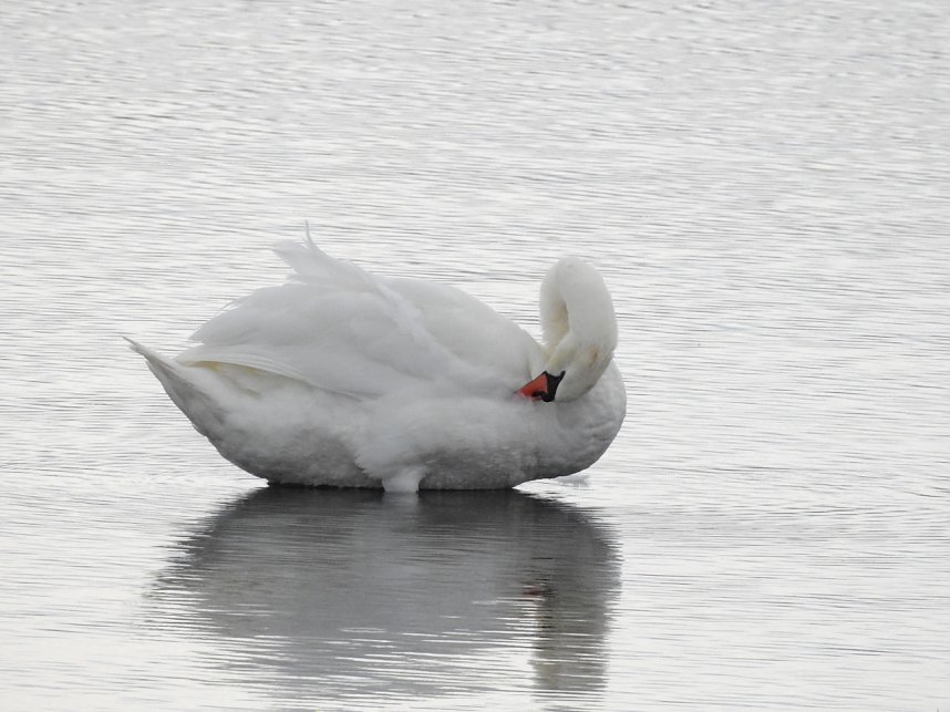 Kraniche am Stausee Kelbra