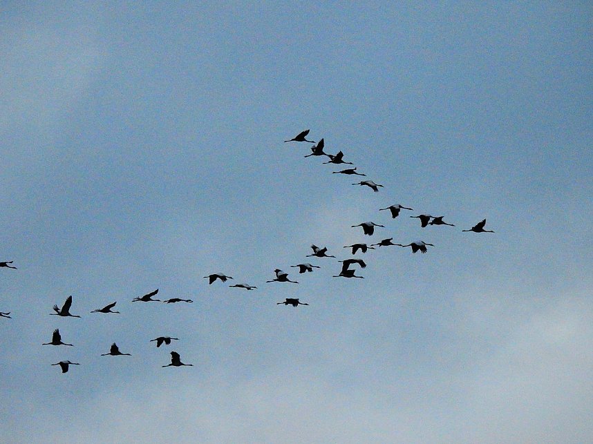 Kraniche am Stausee Kelbra