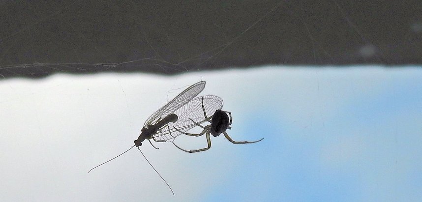 Der Kampf ums &Uuml;berleben