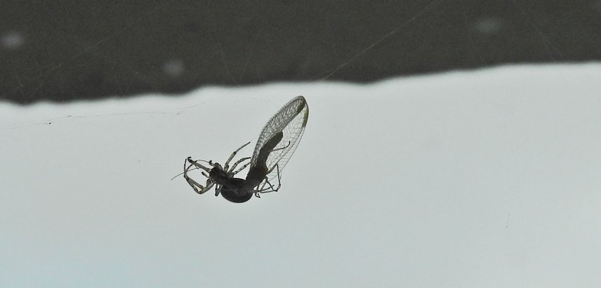 Der Kampf ums &Uuml;berleben