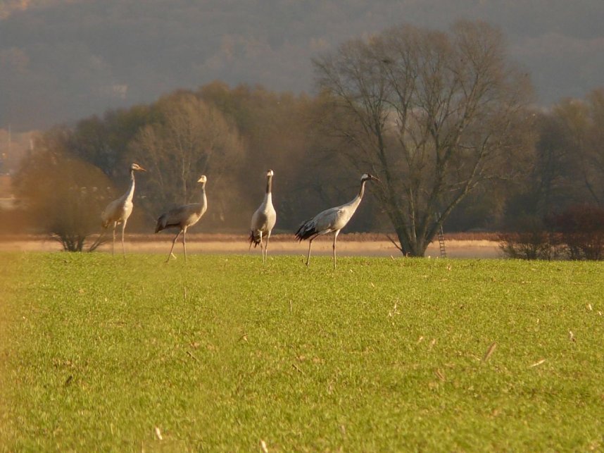 Kranichsch&uuml;tzer ziehen positives Res&uuml;mee