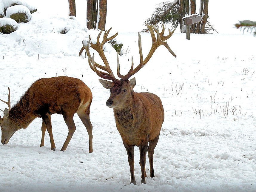 Unterwegs im winterlichen Harz