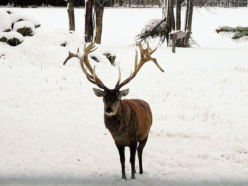 Unterwegs im winterlichen Harz