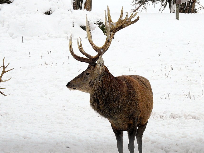 Unterwegs im winterlichen Harz