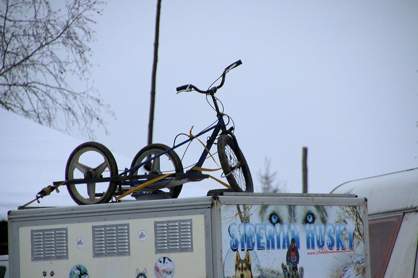 Schlittenhunderennen in Hasselfelde