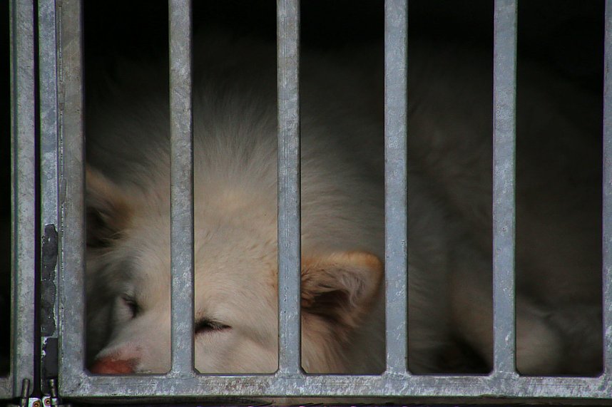 Schlittenhunderennen in Hasselfelde