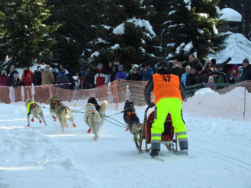 Schlittenhunderennen in Benneckenstein