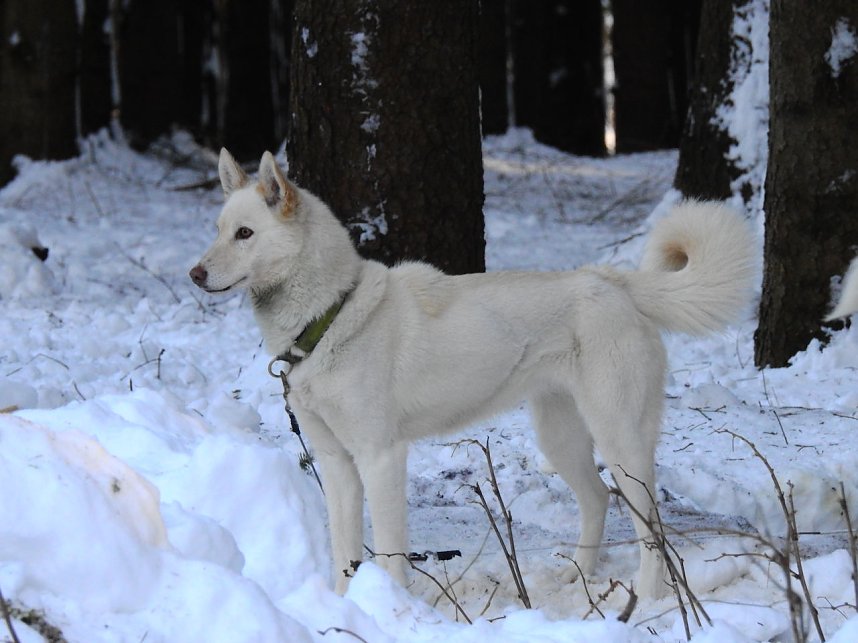 Schlittenhunderennen in Benneckenstein