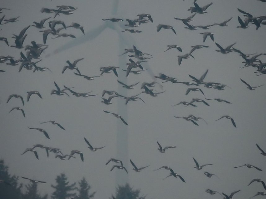 Wildg&auml;nse am K&ouml;ckernsee