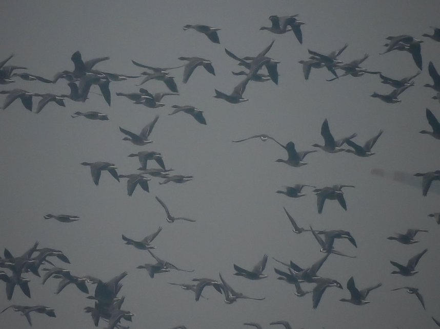 Wildg&auml;nse am K&ouml;ckernsee