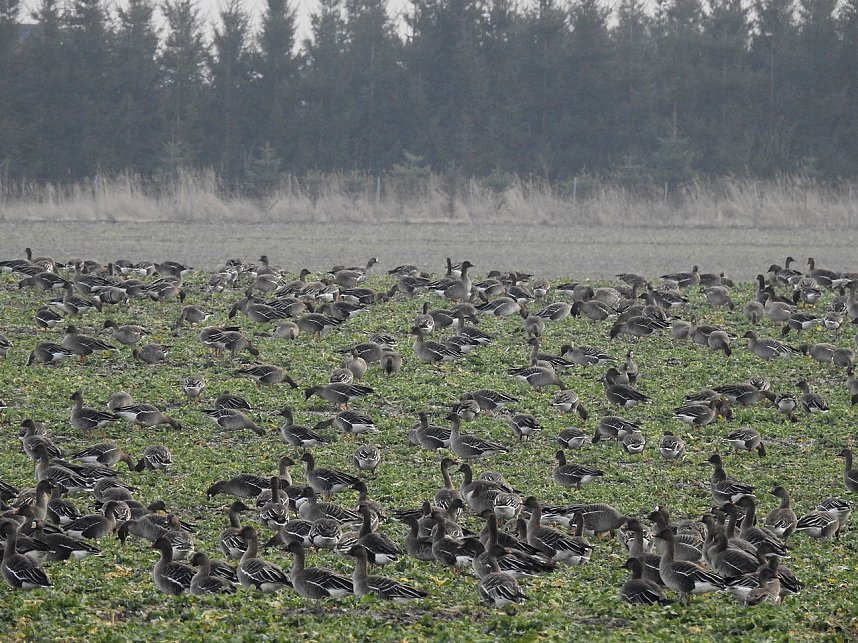 Wildg&auml;nse am K&ouml;ckernsee