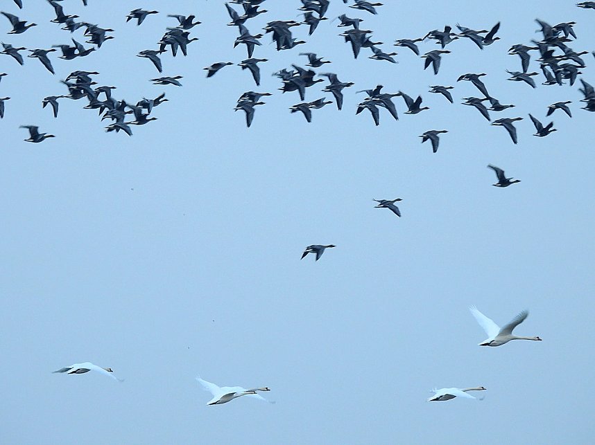 Wildg&auml;nse am K&ouml;ckernsee