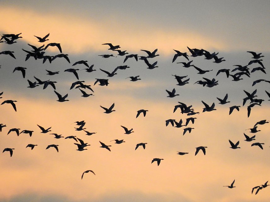 Wildg&auml;nse am K&ouml;ckernsee