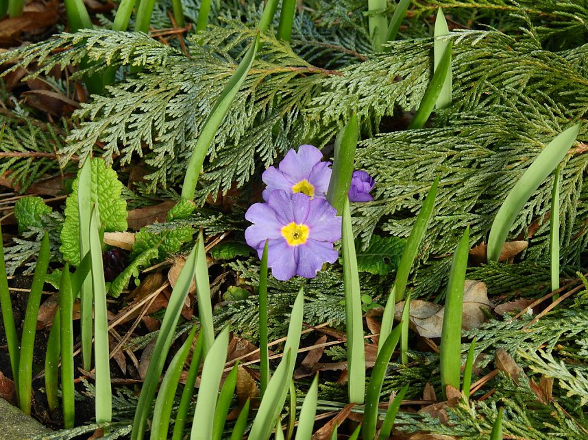 Spuren des Fr&uuml;hlings