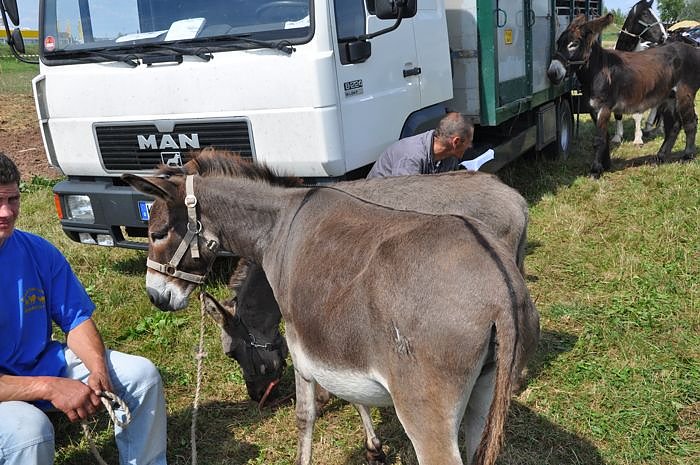 Kampf der Giganten Sundhausen