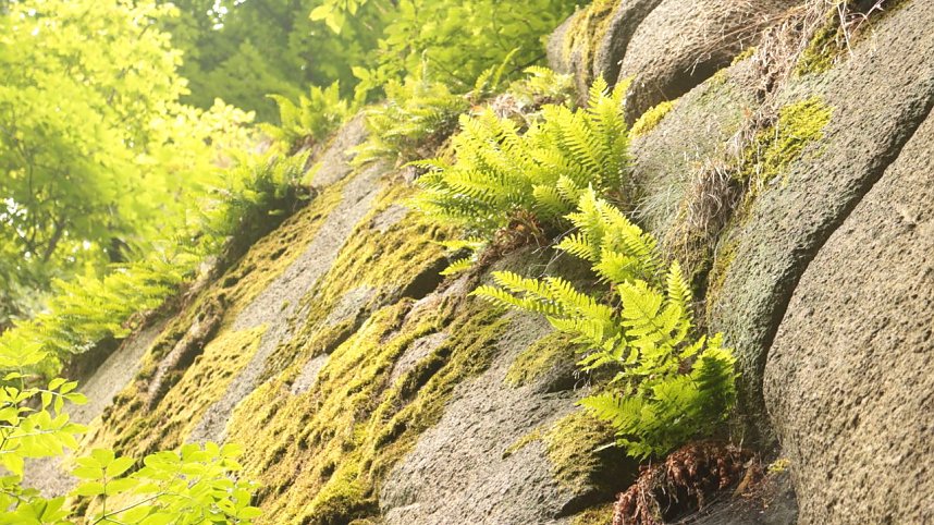 Sonntagswanderung bei Thale