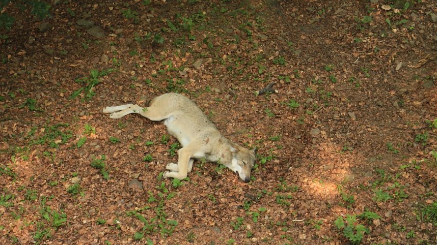 Sonntagswanderung bei Thale