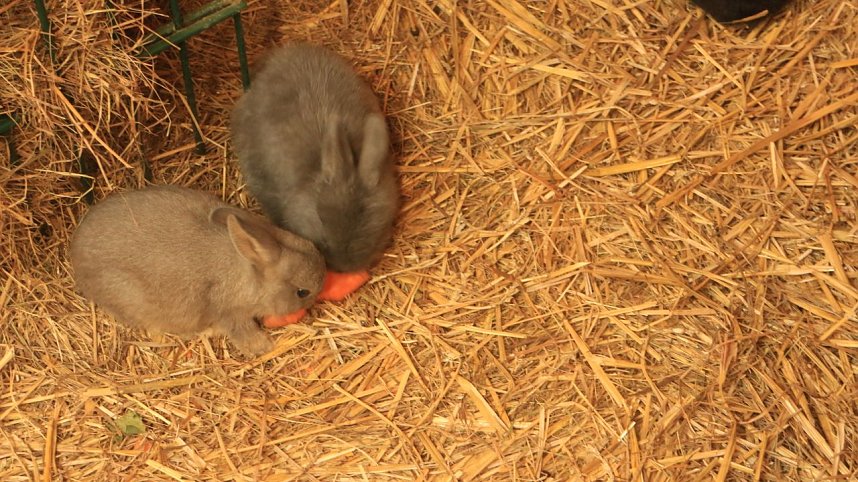 Sonntagswanderung bei Thale