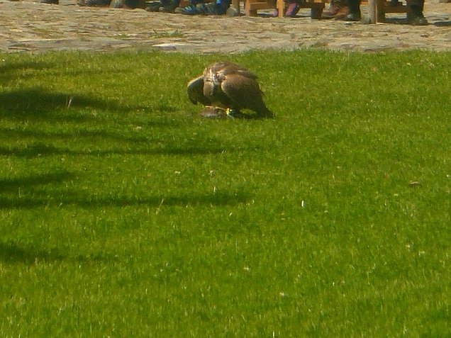 Gelebtes Mittelalter auf Burg Falkenstein
