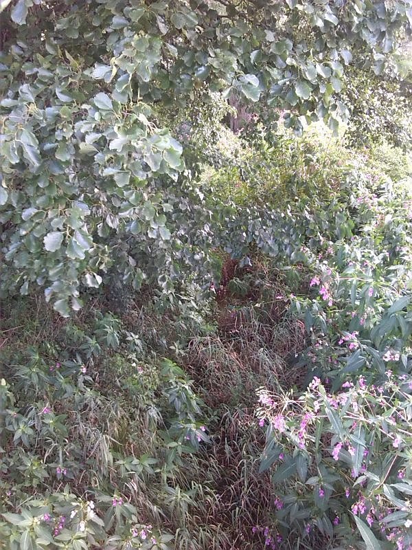 Helme, Zorge und Thyra besser sch&uuml;tzen