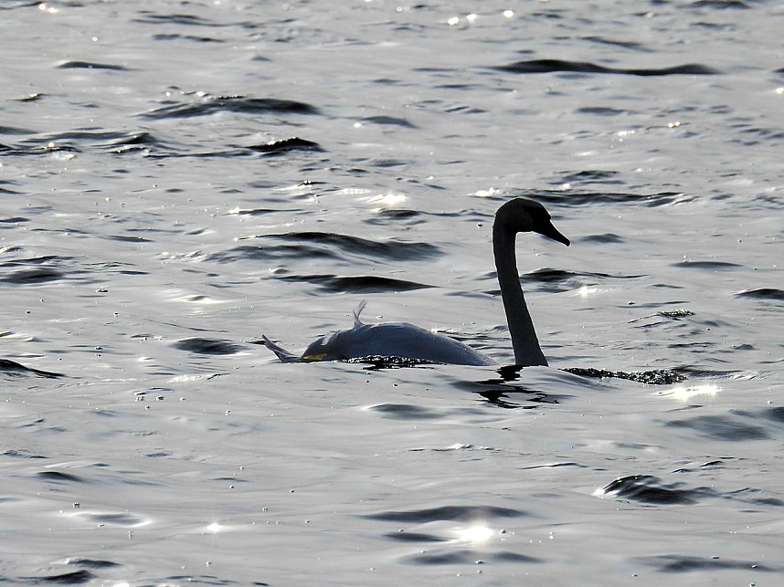 Sommerabend am Stausee Kelbra