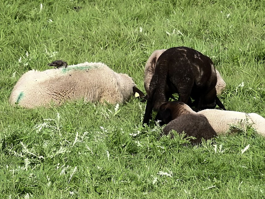 Sommerabend am Stausee Kelbra