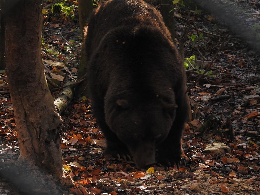 Peter Blei im B&auml;renpark Worbis