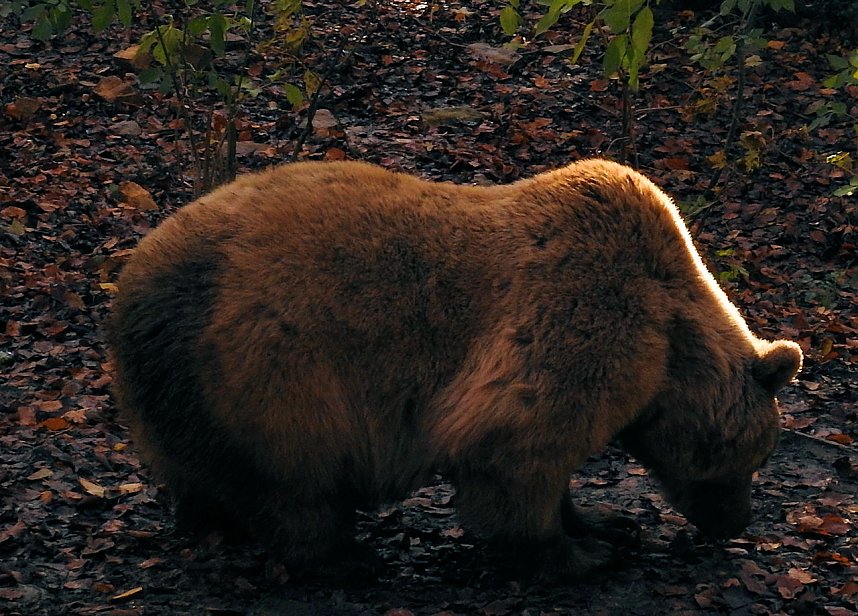 Peter Blei im B&auml;renpark Worbis