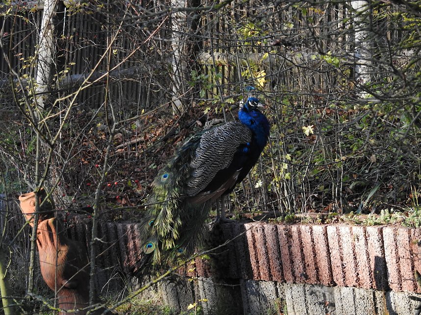Peter Blei im B&auml;renpark Worbis