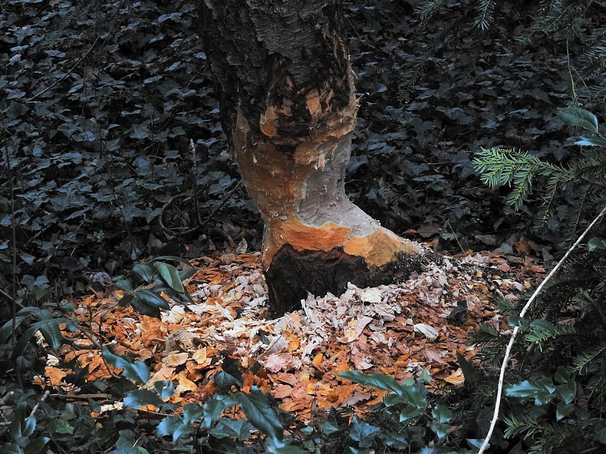 Abstecher in den W&ouml;rlitzer Park