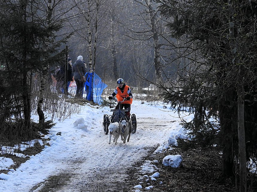 Schlittenhunde rennen rund um Benneckenstein