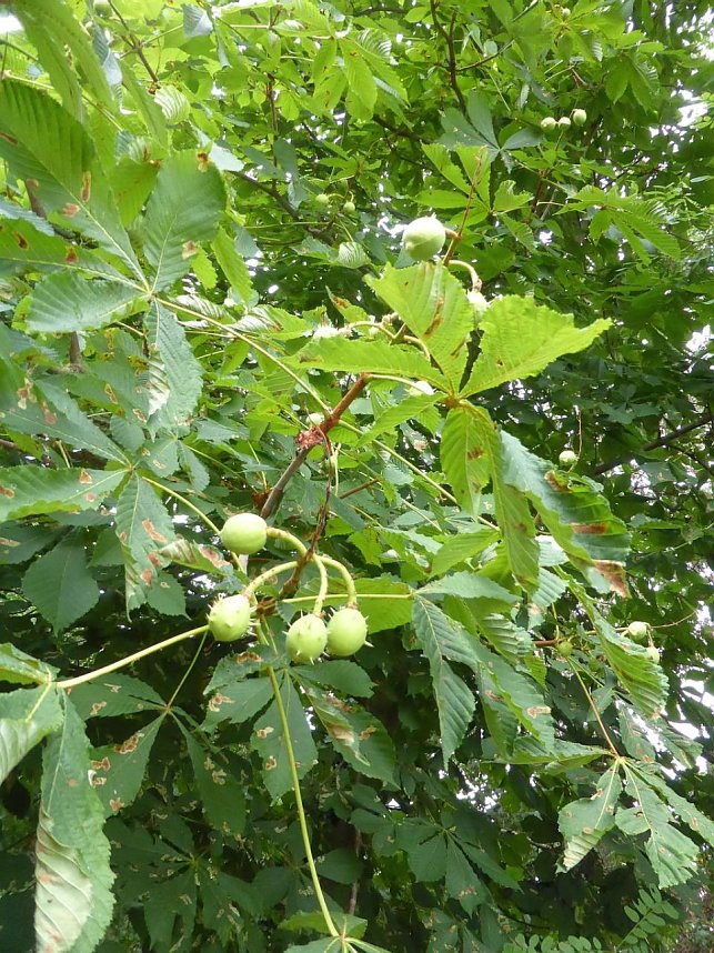 Handwerkermarkt zum Mitsommer