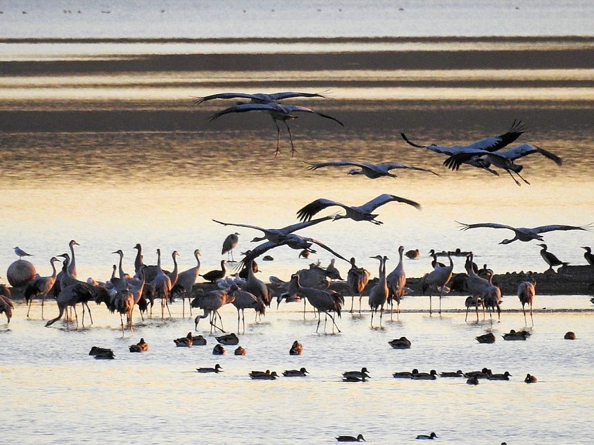Die Vorboten flogen an