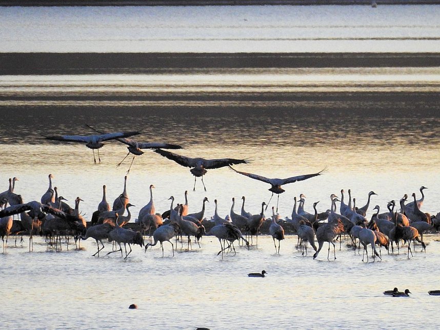 Die Vorboten flogen an