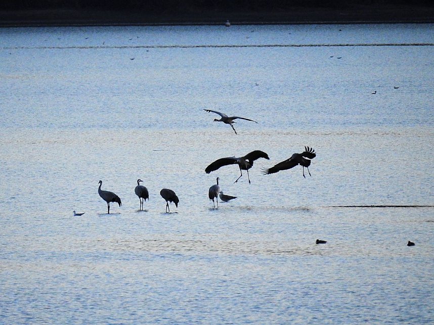 Die Vorboten flogen an