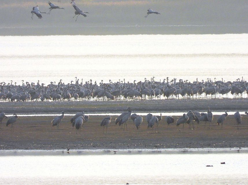 Abschied von den Kranichen